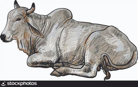 Drawing of resting white cow,American Brahman