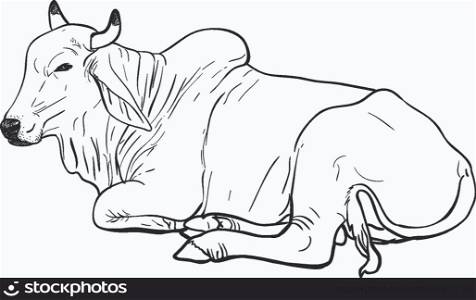 Drawing of resting white cow,American Brahman