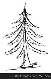 Drawing of spruce, illustration, vector on white background.