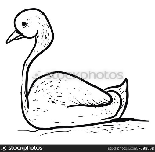 Drawing of swan, illustration, vector on white background.