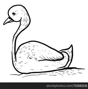 Drawing of swan, illustration, vector on white background.