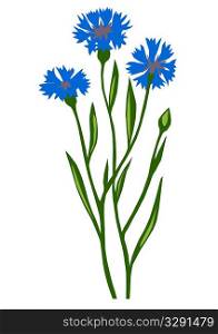 drawing of the flower cornflower on white background