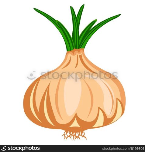 Drawing of the vegetable onion on white background