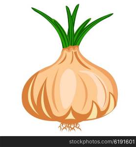 Drawing of the vegetable onion on white background