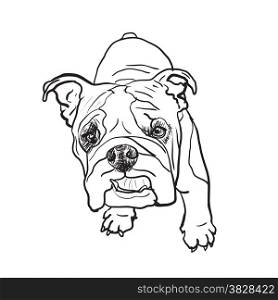 Drawing of young bulldog on white