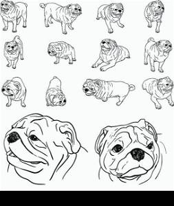 Drawing set of pug in many pose