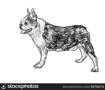 Drawing side of french bulldog standing on white,vector illustration