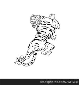 Drawing sketch style illustration of a Bengal tiger going up, stalking and looking down on isolated white background done in black and white.. Bengal Tiger Stalking Drawing