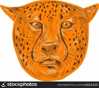 Drawing sketch style illustration of a cheetah head facing front set on isolated white background. . Cheetah Head Drawing