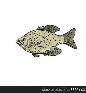 Drawing sketch style illustration of a crappie fish, papermouths, strawberry bass, speckled bass, specks, speckled perch, crappie bass, calico bass, a North American fresh water fish viewed from side.. Crappie Fish Side Drawing