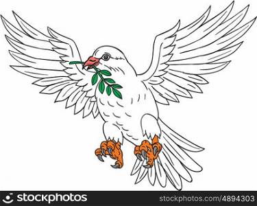 Drawing sketch style illustration of a dove flying with olive leaf in its beak looking to the side set on isolated white background. . Dove With Olive Leaf Drawing