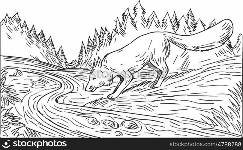 Drawing sketch style illustration of a fox drinking from river creek with woods trees forest in the background done in black and white.