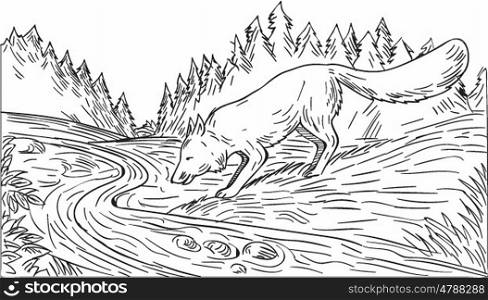 Drawing sketch style illustration of a fox drinking from river creek with woods trees forest in the background done in black and white.