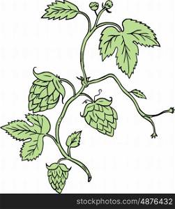 Drawing sketch style illustration of a Hop plant Humulus lupulus with flowers and seed cones or strobiles climbing set on isolated white background. . Hop Plant Climbing Drawing