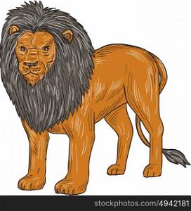 Drawing sketch style illustration of a lion standing hunting surveying for prey viewed from front on isolated white background. . Lion Hunting Surveying Prey Drawing