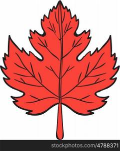 Drawing sketch style illustration of a maple leaf set on isolated white background. . Maple Leaf Drawing