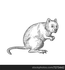 Drawing sketch style illustration of a quokka, Setonix brachyurus, a small macropod marsupial native to  Western Australia on isolated white background in black and white.. Quokka Drawing Black and White
