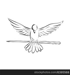 Drawing sketch style illustration of a soaring dove or pigeon with wing spread clutching a wooden staff or cane viewed from front on isolated background.. Soaring Dove Clutching Staff Front Drawing