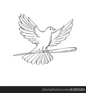 Drawing sketch style illustration of a soaring dove or pigeon with wing spread flying clutching a wooden staff or cane viewed from side on isolated background. . Pigeon or Dove Flying With Cane Drawing