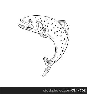 Drawing sketch style illustration of a spotted brown Trout jumping on isolated background done in Black and White.. Spotted Trout Jumping Up Drawing Black and White