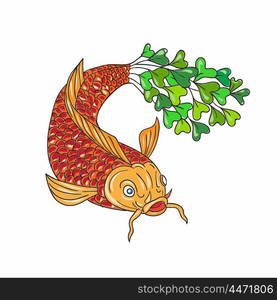 Drawing sketch style illustration of a trout fish with microgreen tail viewed from front set on isolated white backgroud done. . Koi Nishikigoi Carp Fish Microgreen Tail Drawing