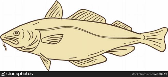 Drawing sketch style illustration of an Atlantic cod, or Gadus morhua, a benthopelagic fish of the family Gadidae, also commercially known as cod or codling viewed from the side set on isolated white background.