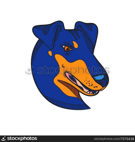 Drawing sketch style illustration of head of a Manchester Terrier, a breed of dog of the smooth-haired terrier type viewed from side on isolated white background in full color.. Manchester Terrier Dog Head Drawing Color
