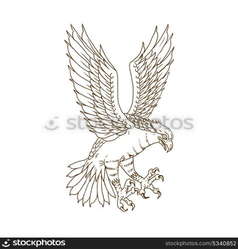Drawing sketch style illustration of osprey, sea hawk, river hawk, or fish hawk swooping down flying viewed from side on isolated background.. Osprey Swooping Drawing