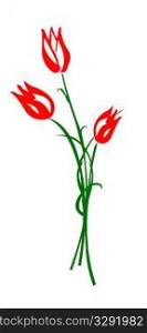 drawing tulip isolated on white background