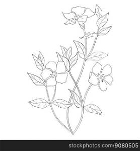 Drawn black and white vector illustration in engraving style. Botanical sketch, periwinkle flower.