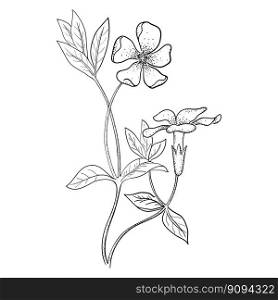Drawn black and white vector illustration in engraving style. Botanical sketch, periwinkle flower.