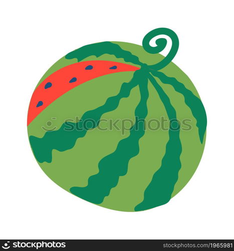 Drawn cartoon watermelon, sweet harvest and crop. Summer fruit, food fresh and healthy. Vector illustration. Drawn cartoon watermelon, sweet harvest and crop