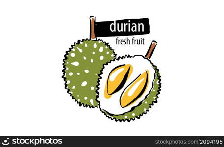 Drawn vector durian on a white background.. Drawn vector durian on a white background