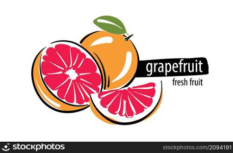 Drawn vector grapefruit on a white background.. Drawn vector grapefruit on a white background