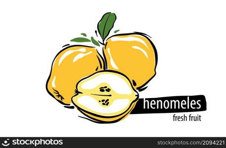Drawn vector henomeles on a white background.. Drawn vector henomeles on a white background