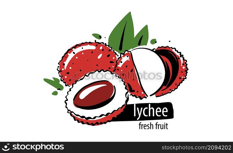 Drawn vector lychee on a white background.. Drawn vector lychee on a white background