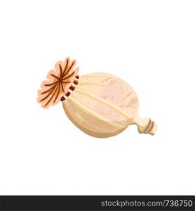 Dried poppy capsule. poppy head isolated, ripe poppy seed pod. Popie. Vector illustration. Papaveroideae. Papaver somniferum. realistic elements for food, cooking, bakery tags decoration. Dried poppy capsule. poppy head isolated, ripe poppy seed pod. Popie. Vector illustration. Papaveroideae.