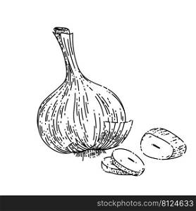 dry head of garlic sketch hand drawn vector bulb bunch, clove vegetable. dry head of garlic sketch hand drawn vector