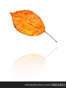 dry leaf with orange and yellow colors, vector. dry leaf