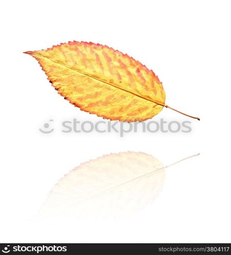 dry leaf with orange and yellow colors, vector. dry leaf