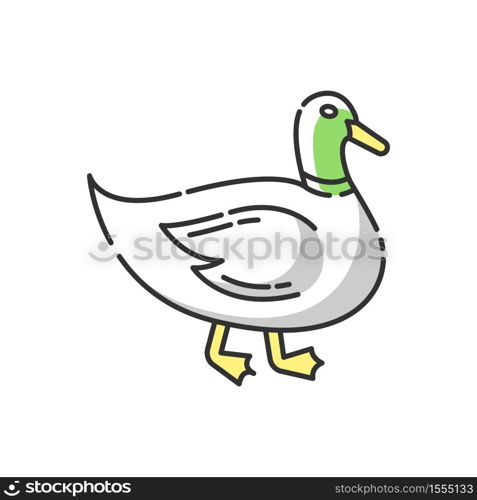 Duck RGB color icon. Common wild waterfowl, domestic bird. Migratory animal, pond inhabitant. Poultry farm, husbandry. Mallard, quack isolated vector illustration. Duck RGB color icon