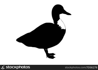 Duck silhouette isolated on white