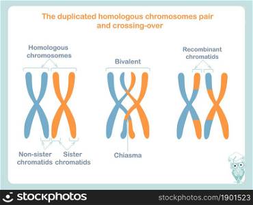 Duplicated homologous chromosomes pair and crossing-over sheme in blue and orange colour. Crossing-over is the process that can give rise to genetic recombination. Design element stock vector illustration for educattion