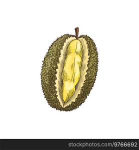 Durian tropical fruit isolated sketch. Vector exotic dessert, tasty pulp with yellow flesh, Durio zibethinus. Asian smelling fruit with unusual flavour and odour, breadfruit jackfruit, vegetarian food. Tropical durian isolated vector cut fruit sketch