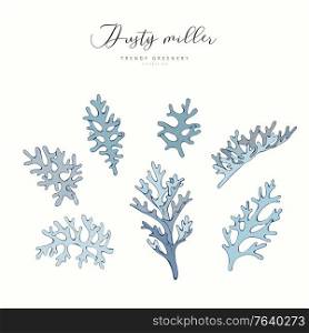 Dusty miller branch. Hand drawn wedding herb, plant elegant leaves for invitation save the date card design. Botanical rustic trendy greenery vector illustration. Dusty miller branch. Hand drawn wedding herb, plant elegant leaves for invitation save the date card design. Botanical rustic trendy greenery vector