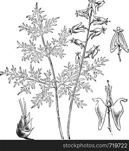 Dutchman's Breeches or Dutch Breeches or Dicentra cucullaria, vintage engraving. Old engraved illustration of a Dutchman's Breeches plant showing base (left) and flowers (right).