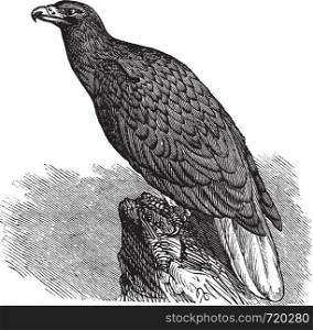 Eagle of Europe (Haliaeetus albicilla) or White-tailed Eagle or Erne or Sea-eagle, vintage engraved illustration. Trousset encyclopedia (1886 - 1891).