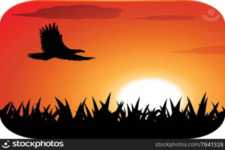 eagle silhouette with sunset background
