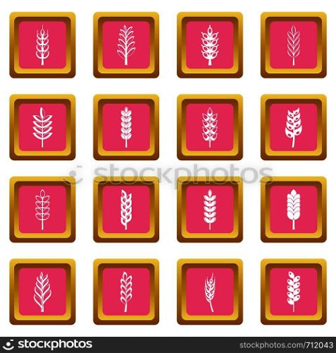 Ear corn icons set in pink color isolated vector illustration for web and any design. Ear corn icons pink