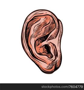 Ear organ of hearing and balancing isolated sketch icon. Vector anatomy of human body. Human ear isolated organ of hearing vector anatomy